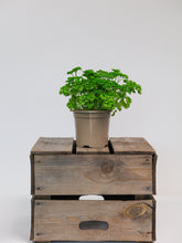 products/SotoProductShootLowQ-1735.jpg